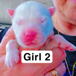 PRECIOUS (PURPLE) - White female Siberian Husky puppy in Quincy, Illinois from Boden Breeding
