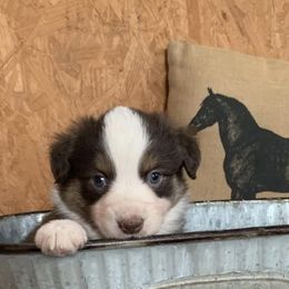 Australian Shepherd and Miniature American Shepherd Puppies from Country Creek Kennels