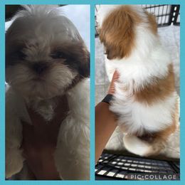 Ruger - Gold and white male Shih Tzu puppy in Conroe, Texas from Texas Shih tzu crew Shih Tzus