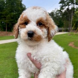 Star - Apricot female Goldendoodle puppy in Gastonia, North Carolina from Crowders Creek Doodles