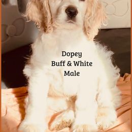 Cocker Spaniel Puppies from Angelic Cocker’s