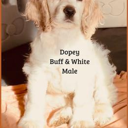 Cocker Spaniel Puppies from Angelic Cocker’s