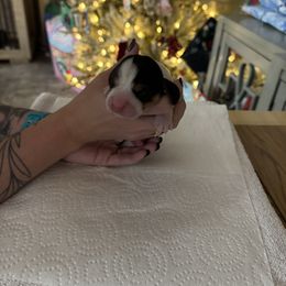 Aspen - Black brown and white male Basset Hound puppy in Gulf Breeze, Florida from Breeze Basset Hounds