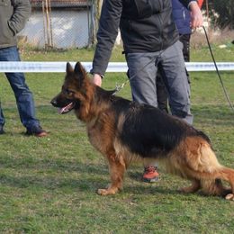 Helena - German Shepherd