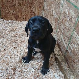 Lady - Black female Great Dane puppy in Marshall, Michigan from Dream K9