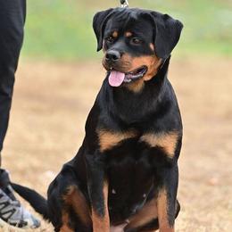 Stormy - Rottweiler