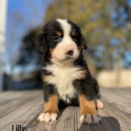 Lilly - Black rust and white Bernese Mountain Dog puppy in New Haven, Indiana from Milan Berners
