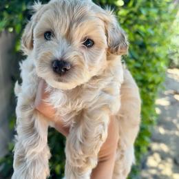 Blue (Parker) - Cream male Maltipoo puppy in San Diego, California from Amanda Tsoi - Golden Maltipoo Pups