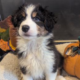 Girl 2 - female Australian Shepherd puppy in Medina, Ohio from Brewedstone Australian Shepherds