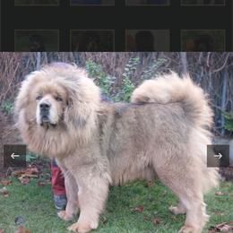 Nala - Tibetan Mastiff