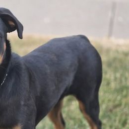 Rottweilers from Vagabond Rottweilers