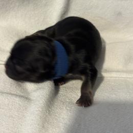 Blue - Black gold and white male Shihpoo puppy in Walterboro, South Carolina from Puddlejumpers