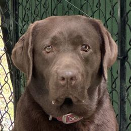 Molly - Labrador Retriever