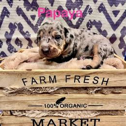 Papaya - Blue merle female Catahoula Leopard Dog puppy in Washington from Coweeman Catahoulas