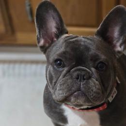 Mabel - French Bulldog