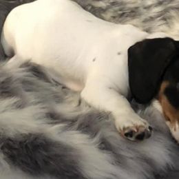 Dachshunds from Mountain State Mini’s