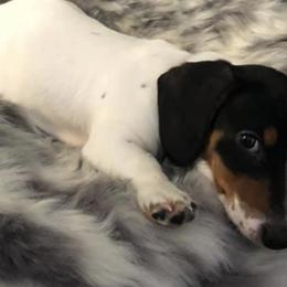 Dachshunds from Mountain State Mini’s