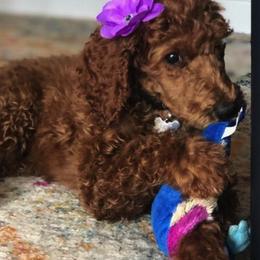 Poodle Puppies from Noblelee Kennel