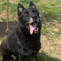 Ikon - German Shepherd
