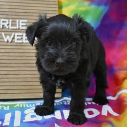 Marlie - Black female Miniature Schnauzer puppy in Dickson, Tennessee from Surely Blessed Mini Schnauzers