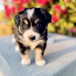 Sirena - Black tri female Miniature Australian Shepherd puppy in Valley Center, California from DLT MiniAussie