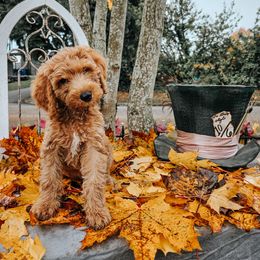 Cheshire - Cream male Goldendoodle puppy in Everett, Washington from Big Top Doodles