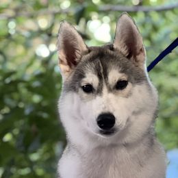 Siberian Huskies from Sovereign Siberians