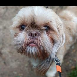 Tramp - Shih Tzu