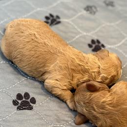 Miller - Brown male Maltipoo puppy in South Jordan, Utah from Ollie-Pop Paws Breeding