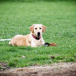 Labrador Retriever All Grown Up from Purpose Bred Labrador Retrievers