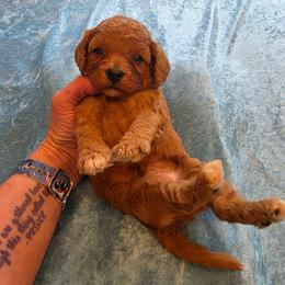 Prince - Red male Cavapoo puppy in Gresham, Oregon from Paisley Cavapoos