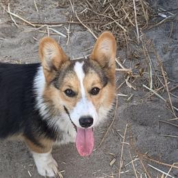 Scout - Pembroke Welsh Corgi