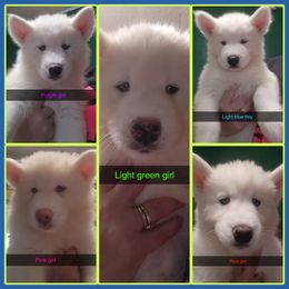 Siberian Husky Puppies from Boden breeding