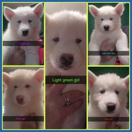 Siberian Husky Puppies from Boden breeding