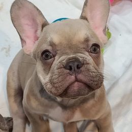 French Bulldogs from Fantastic French Bulldogs