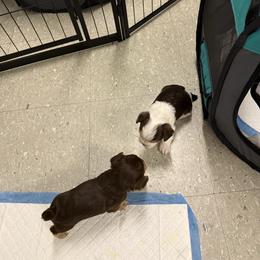 Chocolate parti male - Parti male Yorkshire Terrier puppy in Grove Hill, Alabama from Huntington Yorkies