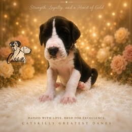 Flipz - Mantle male Great Dane puppy in Liberty, New York from Catskills Greatest Danes