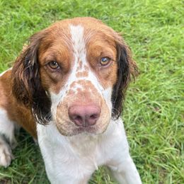 Willie - English Springer Spaniel