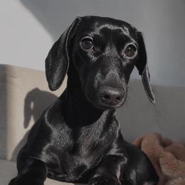 Laya - Dachshund