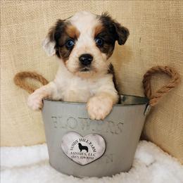 Oliver - Blue merle male Aussiedoodle puppy in Logansport, Indiana from Sandy Hill Farm Aussies, LLC