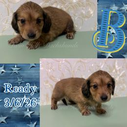 Blue - Cream male Dachshund puppy in Jonesboro, Illinois from Twin Hills Dachshunds