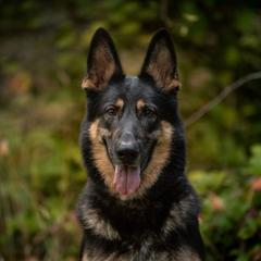 Zayda - Black and tan female German Shepherd puppy in Graham, Washington from Wildeflecken Shepherds