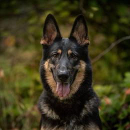 Zayda - Black and tan female German Shepherd puppy in Graham, Washington from Wildeflecken Shepherds