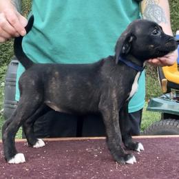 Blue Collar Brindle F - Brindle female Mountain Cur puppy in Georgetown, Ohio from Walnut Ridge Mountain Curs