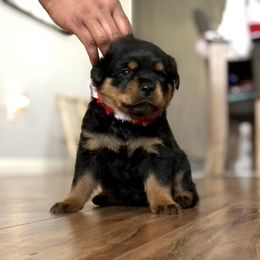 Rottweiler Puppies from Black Diamond Excellence