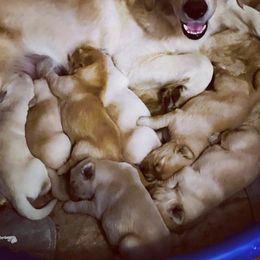 Cavalier King Charles Spaniel and Golden Retriever Puppies from Country Goldens and Mountain Top Cavaliers