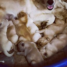 Cavalier King Charles Spaniel and Golden Retriever Puppies from Country Goldens and Mountain Top Cavaliers