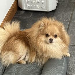 Pomeranian puppies from Pristine Poms