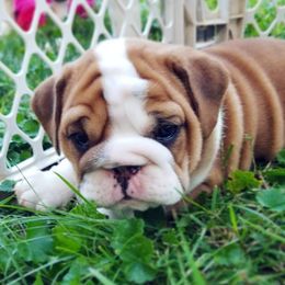 English Bulldog Puppies from LydyBug Bulldogs
