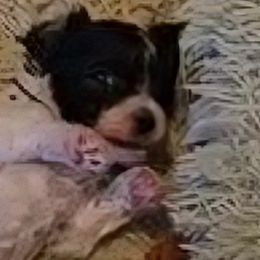 Maltese, Maltipoos, Poodles, and Shih Tzus from Marlees Puppies 1